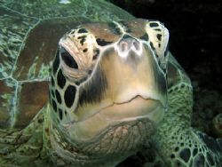 In Your Face!
Taken In Sipadan With Canon S80. by Ed Eng 